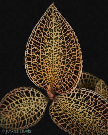 Anoectochilus roxburghii