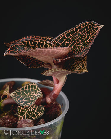 Anoectochilus roxburghii Red Stem Pointed Leaves