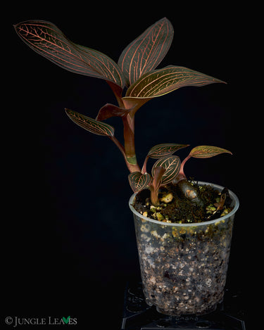 Anoectochilus roxburghii x Ludisia discolor 'Spiderman'
