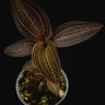 Anoectochilus roxburghii x Ludisia discolor 'Spiderman'