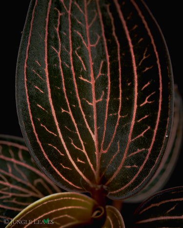 Anoectochilus roxburghii x Ludisia discolor 'Spiderman'