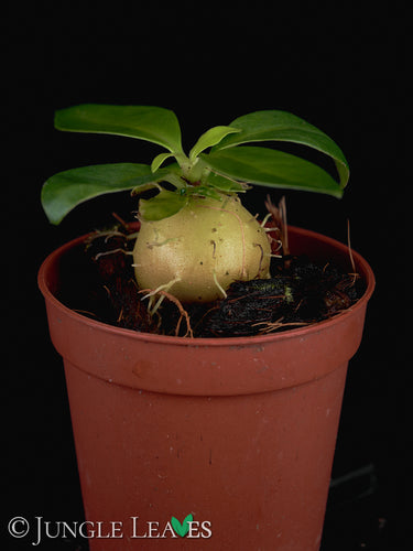 Anthorrhiza recurvispina