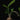 Anthorrhiza recurvispina (Rossel Island, PNG)