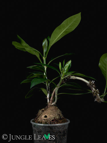 Anthorrhiza recurvispina (Rossel Island, PNG)