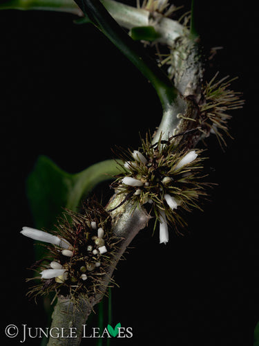 Anthorrhiza recurvispina (Rossel Island, PNG)