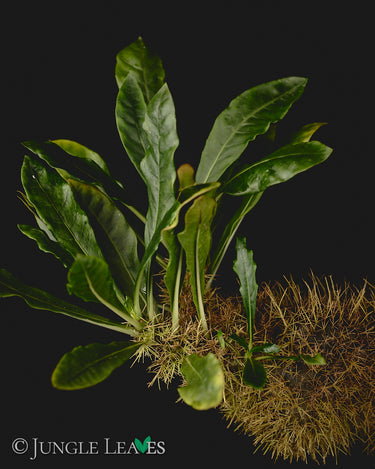 Anthorrhiza chrysacantha