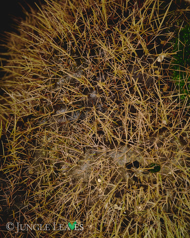 Anthorrhiza chrysacantha