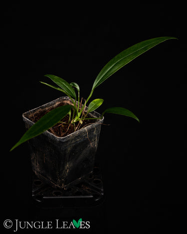 Anthurium bakeri