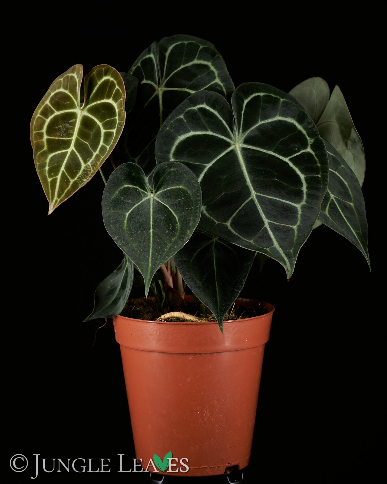 Anthurium clarinervium€19.99 - – Jungle Leaves