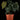 Anthurium clarinvervium