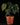 Anthurium clarinvervium