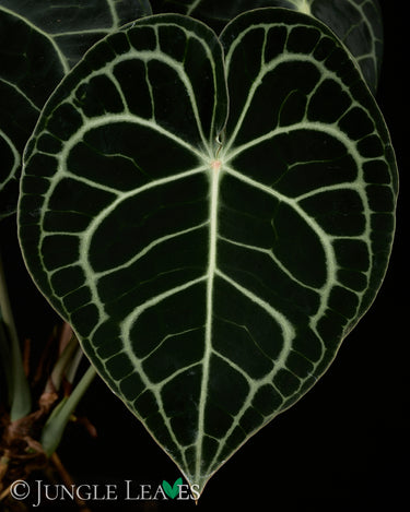 Anthurium clarinvervium