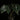 Anthurium clarinvervium