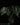 Anthurium clarinvervium