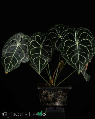 Anthurium clarinvervium