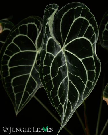 Anthurium clarinvervium