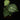 Anthurium clarinvervium