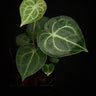 Anthurium clarinvervium