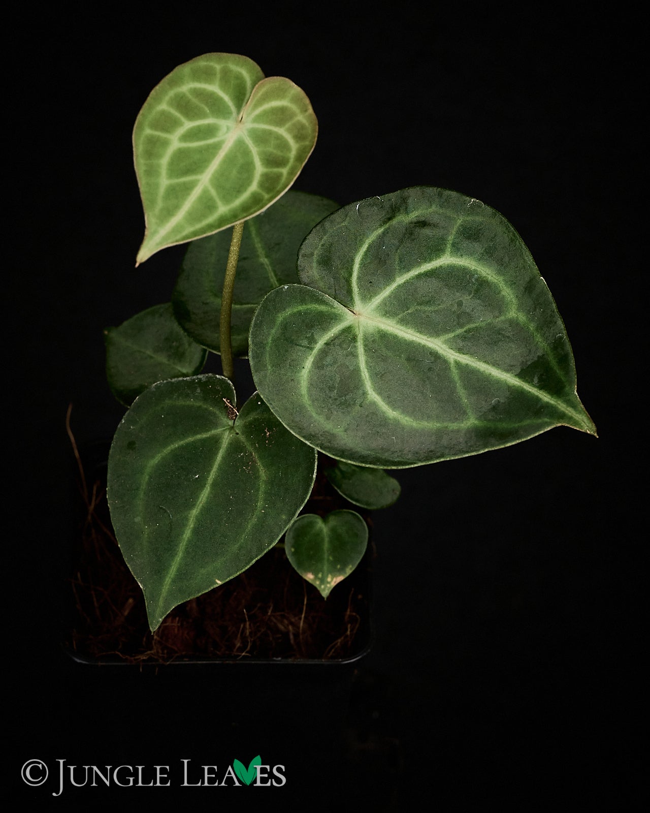 anthurium clarinervium mexico Anthurium clarinervium€19.99