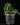 Anthurium crysallinum