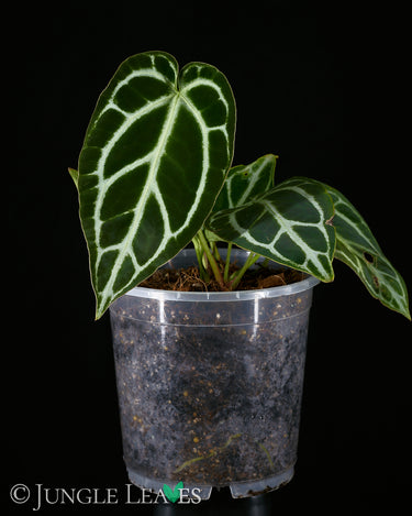 Anthurium crysallinum