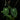 Anthurium crysallinum