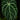 Anthurium crysallinum
