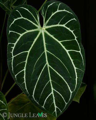 Anthurium crysallinum