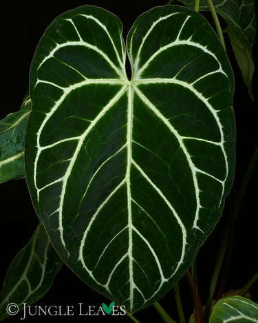 Anthurium crysallinum