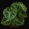 Anthurium crystallinum 'Silver Blush'