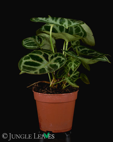 Anthurium crystallinum 'Silver Blush'