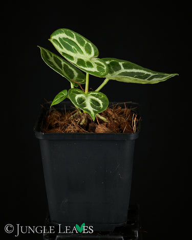 Anthurium crystallinum 'Silver Blush' babyplant