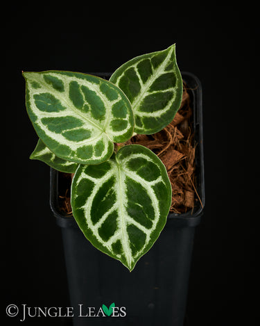 Anthurium crystallinum 'Silver Blush' babyplant