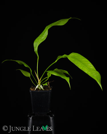 Anthurium gracile