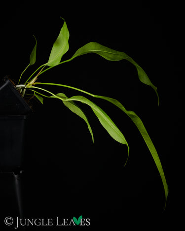 Anthurium gracile