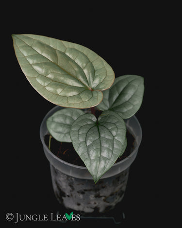 Anthurium luxurians