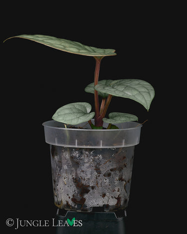 Anthurium luxurians