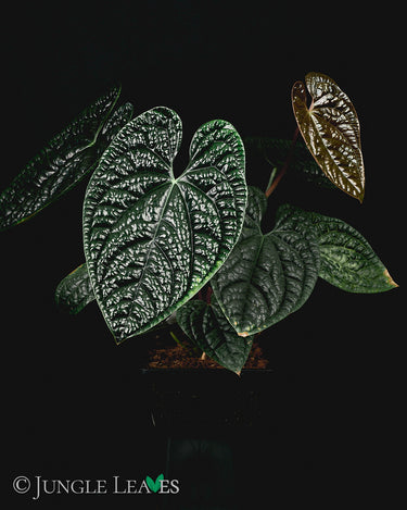 Anthurium luxurians