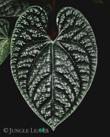Anthurium luxurians