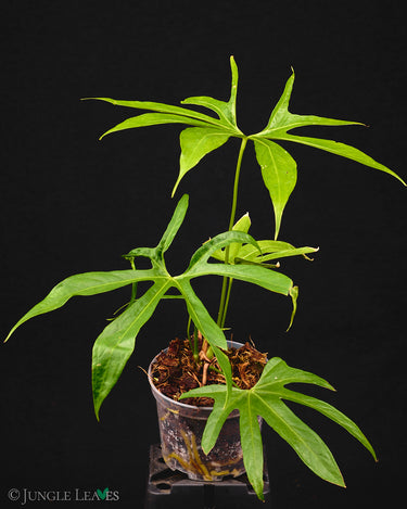 Anthurium pedatoradiatum