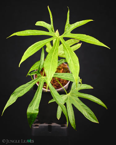 Anthurium pedatoradiatum