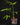 Anthurium pedatoradiatum