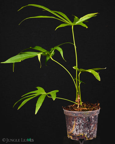 Anthurium pedatoradiatum