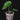 Anthurium peltigerum