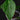 Anthurium peltigerum