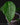 Anthurium peltigerum