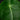Anthurium peltigerum