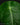 Anthurium peltigerum