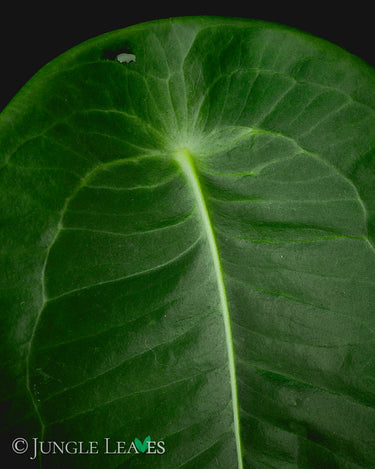 Anthurium peltigerum