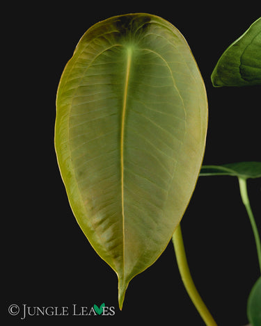 Anthurium peltigerum
